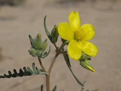 Mentzelia nitens