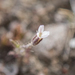 Gypsophila australis - Photo (c) Cara-Lisa Schloots, alguns direitos reservados (CC BY), uploaded by Cara-Lisa Schloots