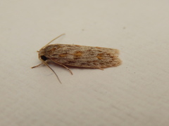 Phylomictis sarcinopa