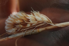 Cynaeda dentalis
