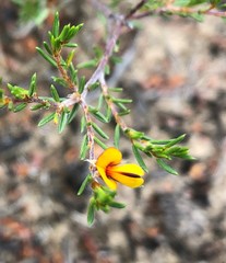 Pultenaea penna