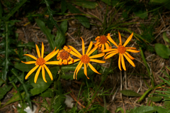 Jacobaea abrotanifolia