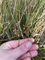 Juncus distegus