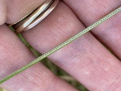 Juncus distegus