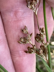 Juncus distegus