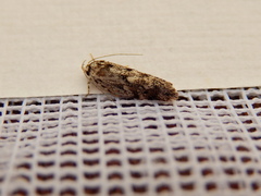 Lichenaula appropinquans