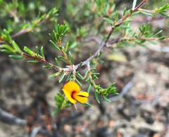 Pultenaea penna