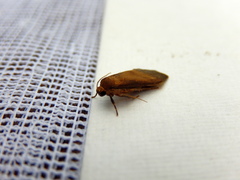 Lambula obliquilinea