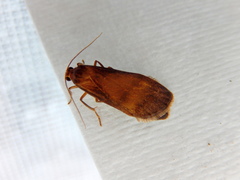 Lambula obliquilinea