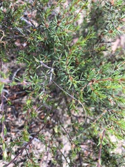Pultenaea penna