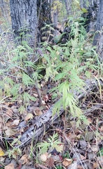 Artemisia vulgaris kamtschatica