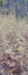 Artemisia vulgaris kamtschatica
