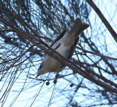 Plectorhyncha lanceolata