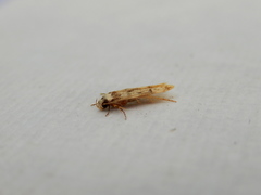 Endrosis sarcitrella
