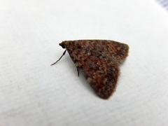 Dichromodes disputata