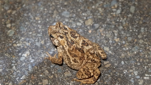 Ingerophrynus biporcatus