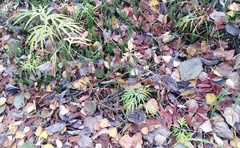 Artemisia vulgaris kamtschatica