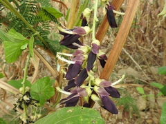 Mucuna pruriens utilis