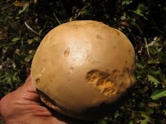 Boletellus chrysenteroides