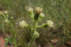 Senecio barbatus