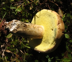 Boletellus chrysenteroides