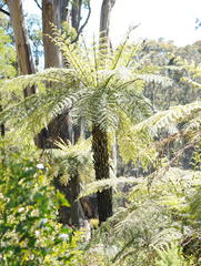 Cyathea australis