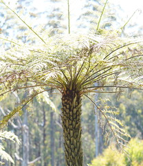 Cyathea australis