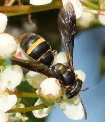 Lasioglossum peraustrale