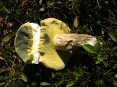 Boletellus chrysenteroides