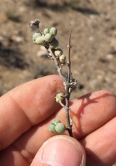 Schlechteranthus spinescens