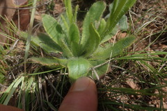 Senecio barbatus