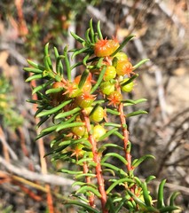 Gyrostemon australasicus
