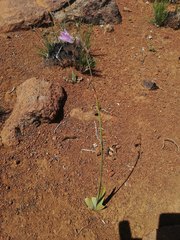Ixia marginifolia
