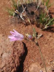 Ixia marginifolia