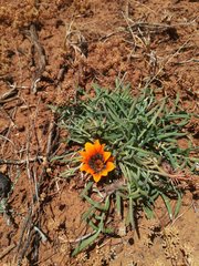 Gazania rigida