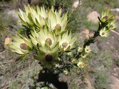 Leucadendron loeriense