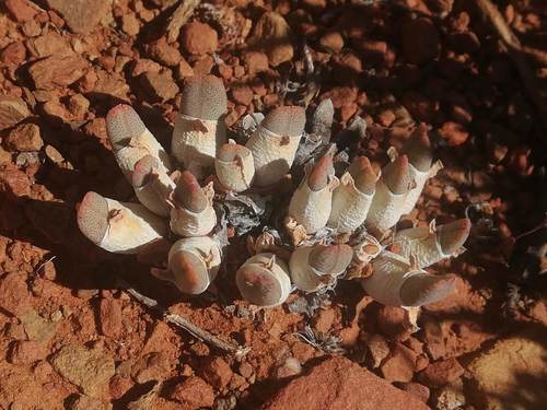 Mesembryanthemum exiguum N.E.Br. 2