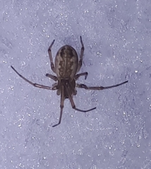 Neriene peltata