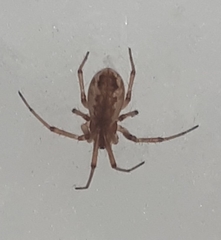 Neriene peltata