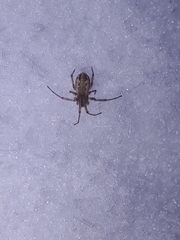 Neriene peltata