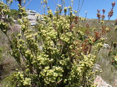 Leucadendron loeriense