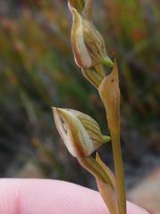 Disa venusta