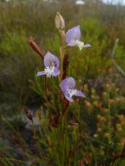 Disa venusta