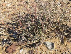 Schlechteranthus spinescens