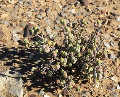 Schlechteranthus spinescens