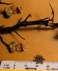 Schlechteranthus spinescens