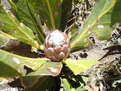 Image of Protea foliosa by no rights reserved