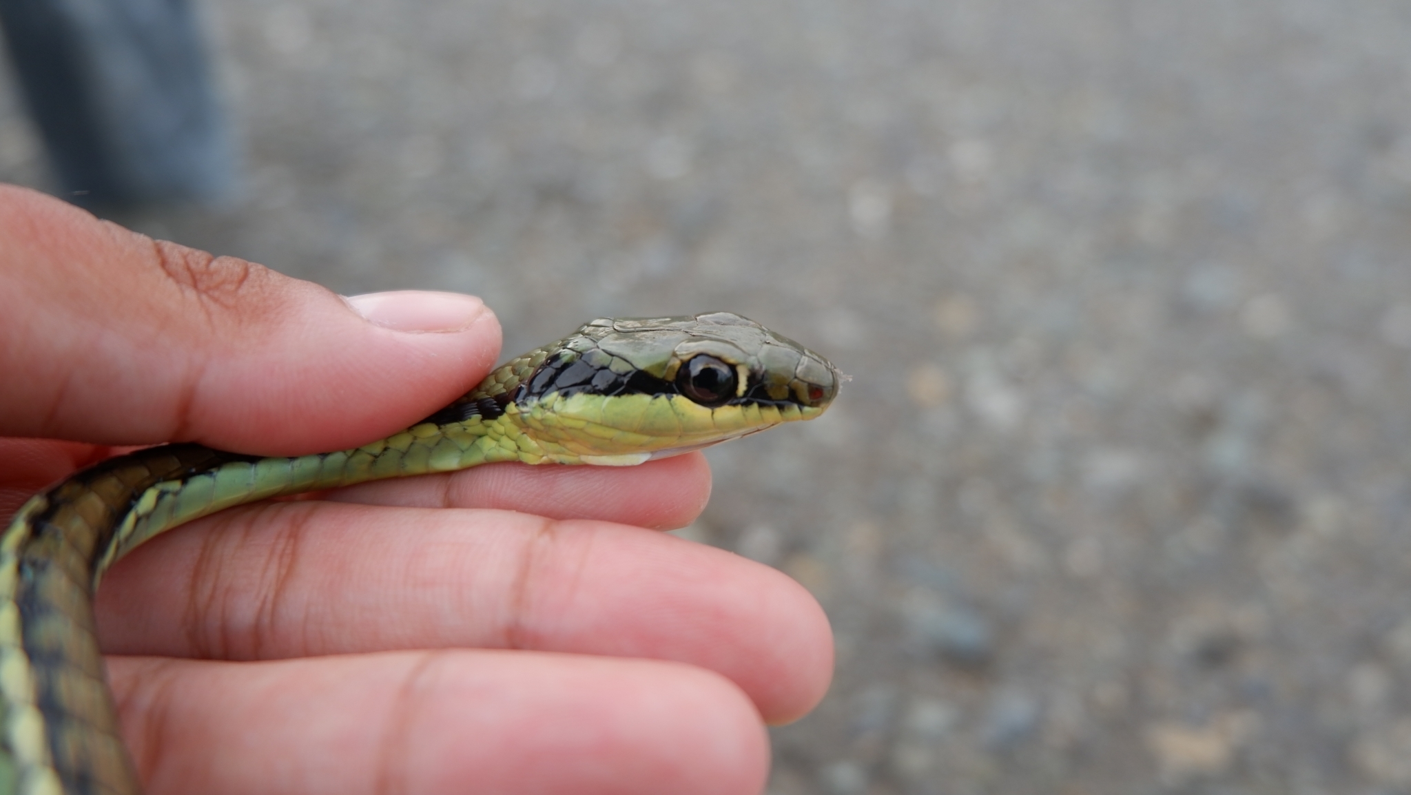 Dendrelaphis marenae Vogel & Van Rooijen, 2008