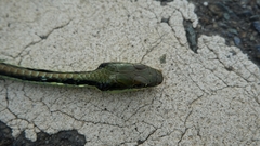 Dendrelaphis marenae