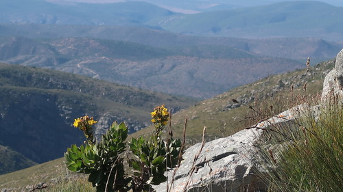 Image of Grootwinterhoek Boneseed by no rights reserved